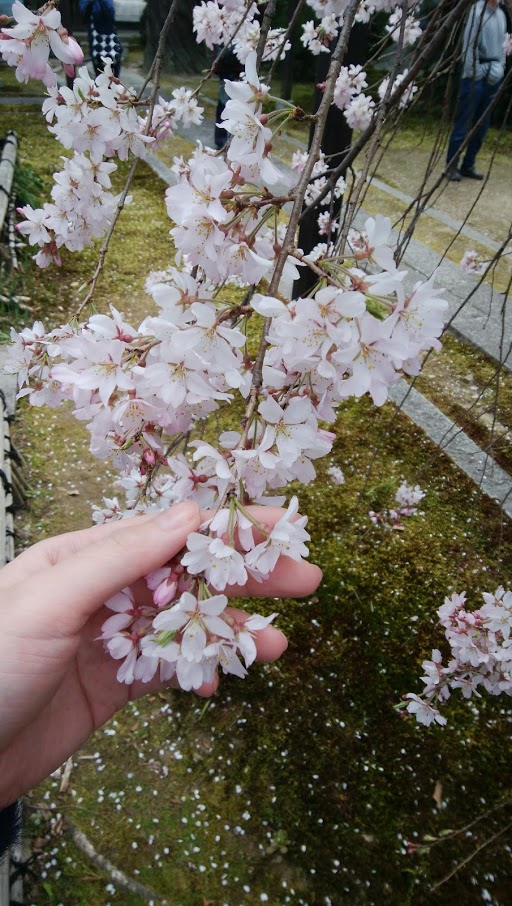 栄徳ショールーム日記◆桜の季節です